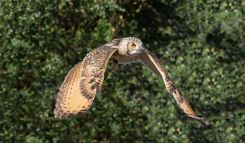 Explorer la biodiversité locale et ses merveilles