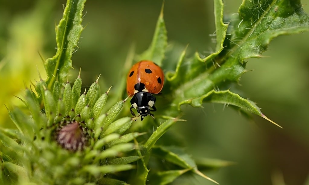 Prendre soin des animaux et de leur habitat
